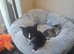 2 kittens ready to leave now