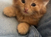 Ginger ragdoll kitten