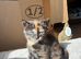 British shorthair x dsh calico tortie