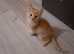 Lovely Kittens