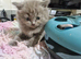 British short haired cross kittens for sale