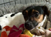 Jack russell