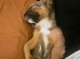 Puppies for sale