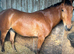15.2 Standard Bred 3 Yr old Gelding