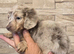 REDUCED READY NOW) longhair mini dachshunds