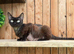 Pedigree female lilac Devon Rex girl