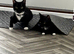 Twin sisters need to be homed together