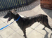 Saluki Collie Greyhound
