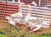 Pairs Dewlap Toulouse Geese