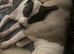 Beautiful American Bulldog Puppies – Family Raised
