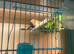 Bengalese Finch