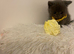 British shorthair kittens