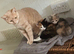 Beautiful kittens