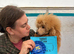 Toy Poodle Stud Dog