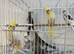Baby cockatiels