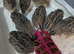 Got some 4&ndash;5 week old Coturnix quails looking for a new home
