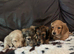 KC Cream mini dachshunds