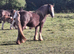 Stunning San Cler Silver dapple filly!