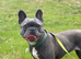 Azzuri (Zuri) 5 year old female French bulldog