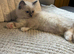 Ragdoll kittens