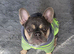 Female Lilac Micro French Bulldog