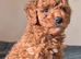 Toy poodle
