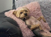 Yorkshire Terrier Puppies