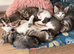 Beautiful kittens looking for new home