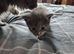 Maine coon kittens