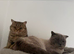 British short hair kittens