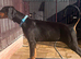 TOP QUALITY DOBERMANN PUPPIES AVAILABLE