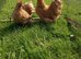 2 Buff Pekin pullets