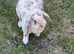 Amazing free range bunny
