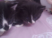Bengal Cross Kittens 1 boy 2 girls remaining