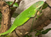 Fiji iguana