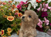 Beautiful Matlipoo puppies available from health tested parents