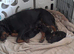 Rottweiler puppies