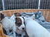 Traditional Jack Russell Terrier pups