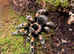 Female Mexican Red Knee Tarantula