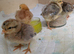 Cream Legbar Day Old Chicks