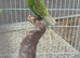 Healthy green male budgie