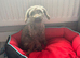 Toy poodle girl chocolate phantom 3 years