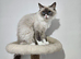 Tica Ragdoll Girl HCM and PKD Certyficate