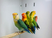 Love birds