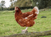 Warrens at Point of Lay - Excellent layers and very docile ideal starter chicken