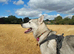 Beautiful 7 month old Siberian puppy - Male