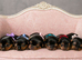 BABY FACE YORKSHIRE TERRIERS KC DNA TESTED PARENTS