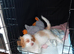 Adorable 11 Week Old Female Cavapoochon Puppy Ready for Her Forever Home