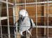 2 African Grey Young Hens