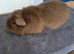 Teddy coat guinea pig